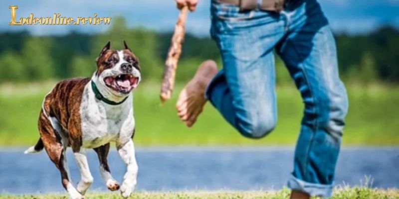 Các trường hợp mơ thấy chó cắn phổ biến và số may mắn
